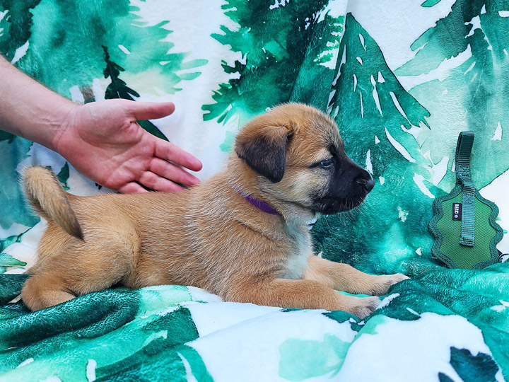 chinook puppy